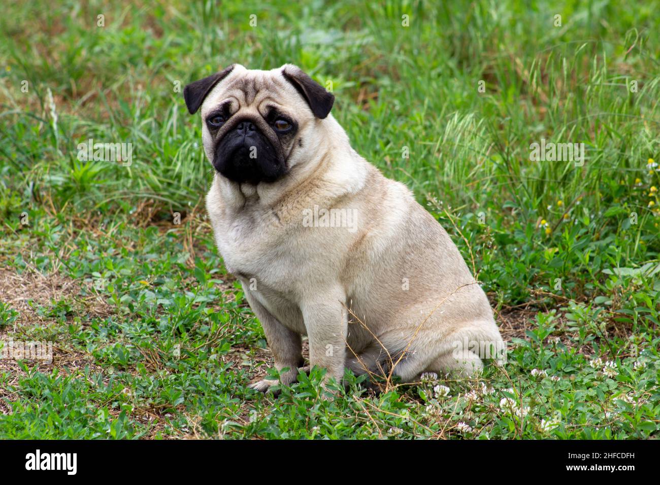 Mops Hund auf dem grünen Gras. Stockfoto
