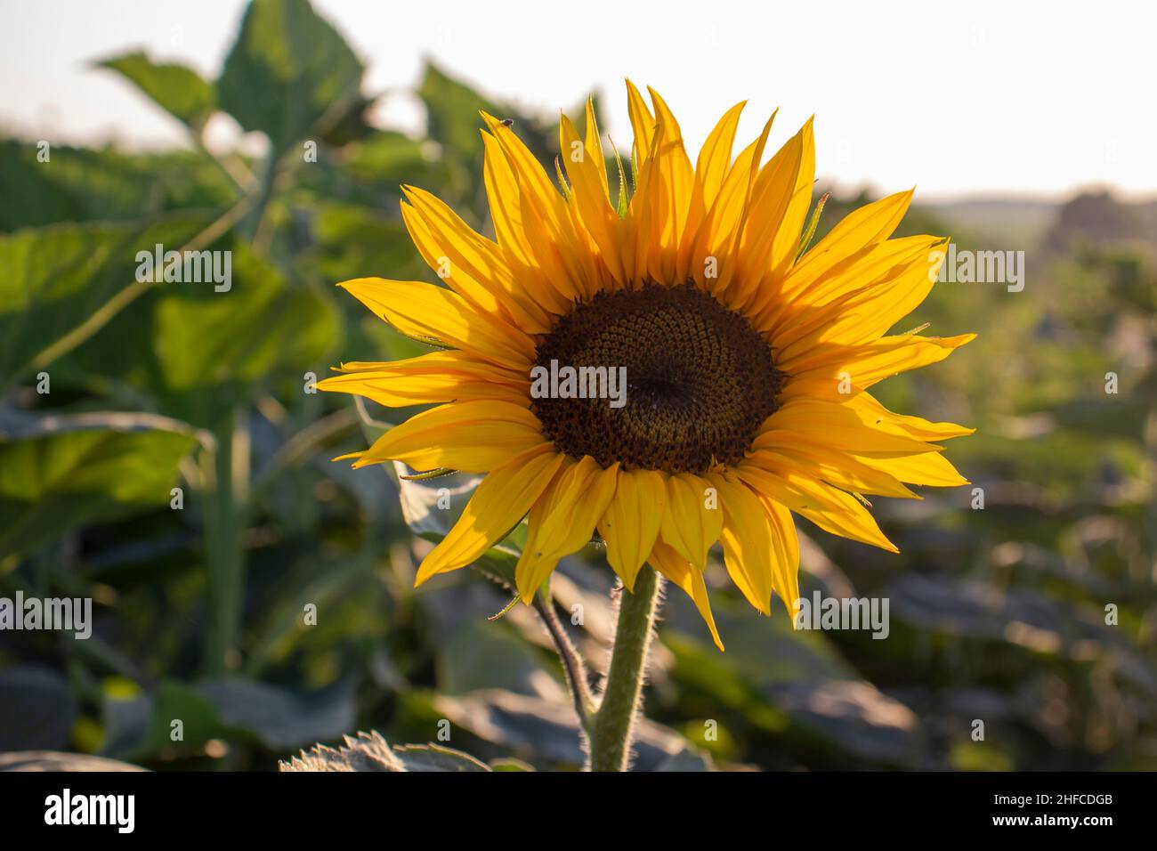 Gelbe Sonnenblumenblüte selektiver Fokus Stockfoto