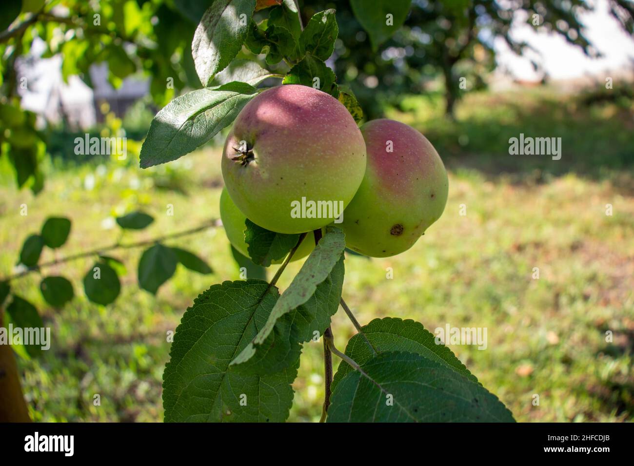 Junge Äpfel auf einem Zweig Stockfoto