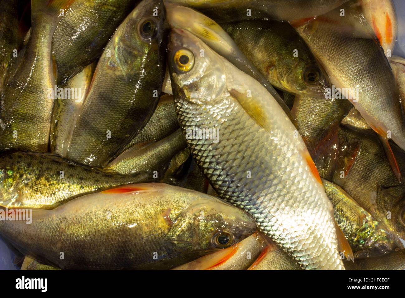 Viele kleine Flussbarsche. Stockfoto