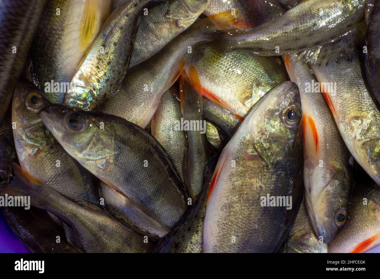 Viele kleine Flussbarsche. Stockfoto