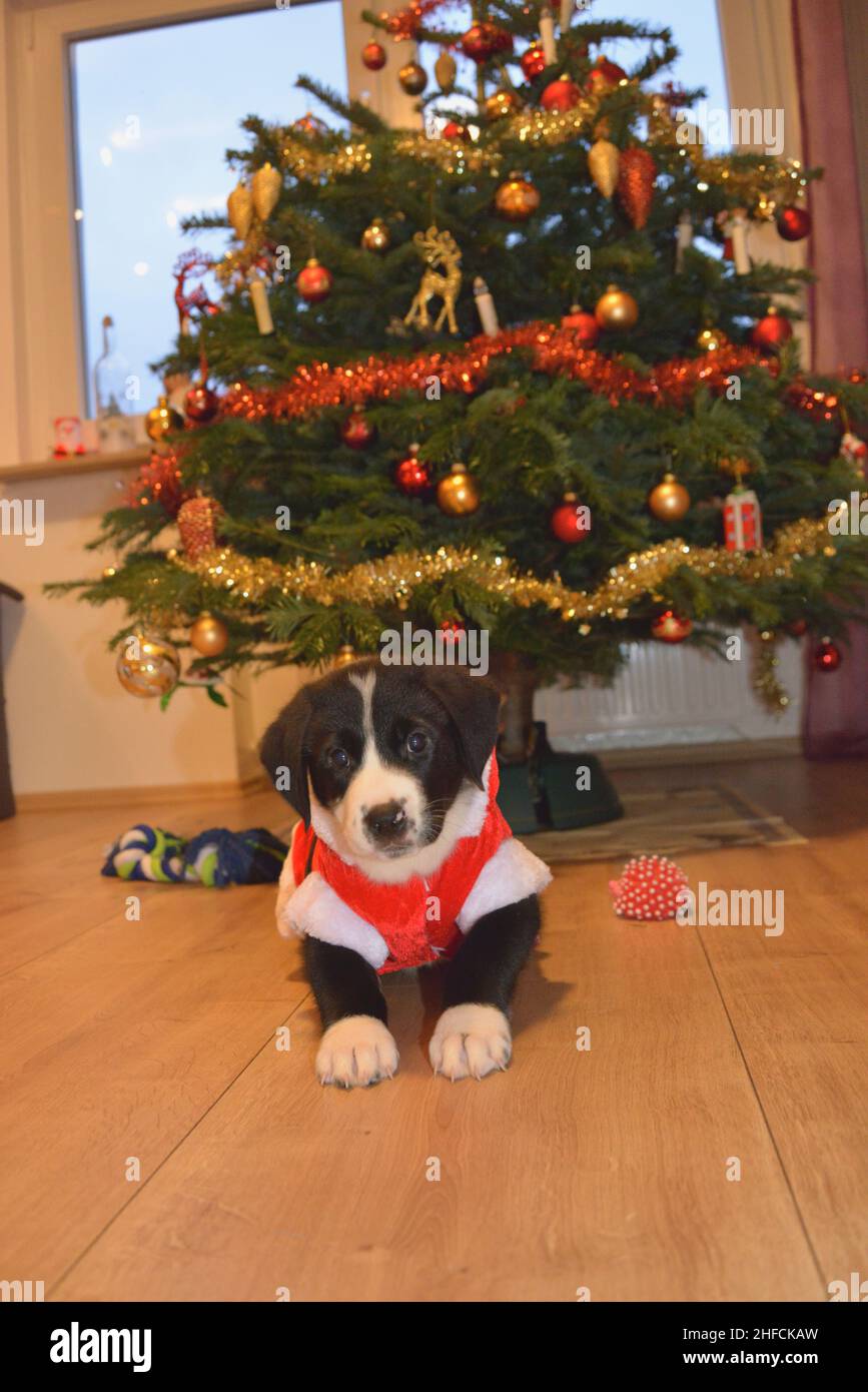 Labrador Welpe erkundet zu Weihnachten neugierig das Wohnzimmer und bekommt seinen Magen zerkratzt Stockfoto