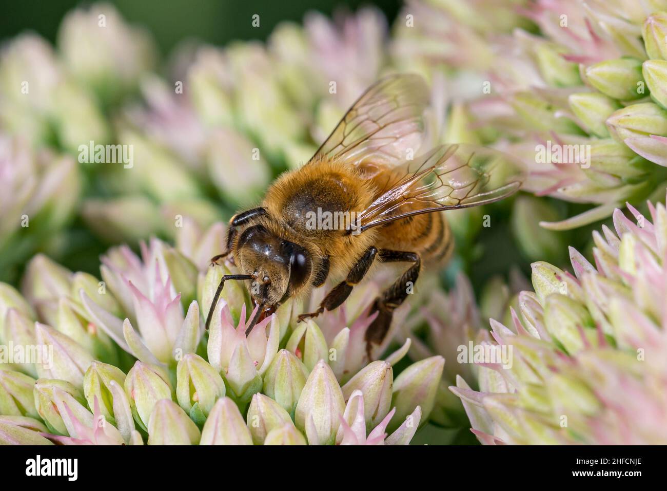 Honigbiene auf Sedum Blume. Schutz von Insekten und Wildtieren, Erhaltung von Lebensräumen und Gartenkonzept für Gartenblumen Stockfoto