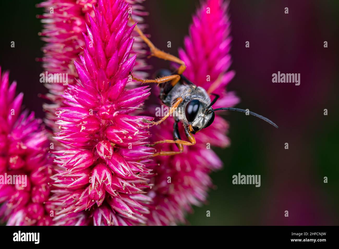 Spinnenwespe, die Nektar aus einer gefiederten Celosia-Wildblumenpflanze frisst. Insekten- und Wildtierschutz, Habitatschutz und Garten mit Gartenblumen c Stockfoto
