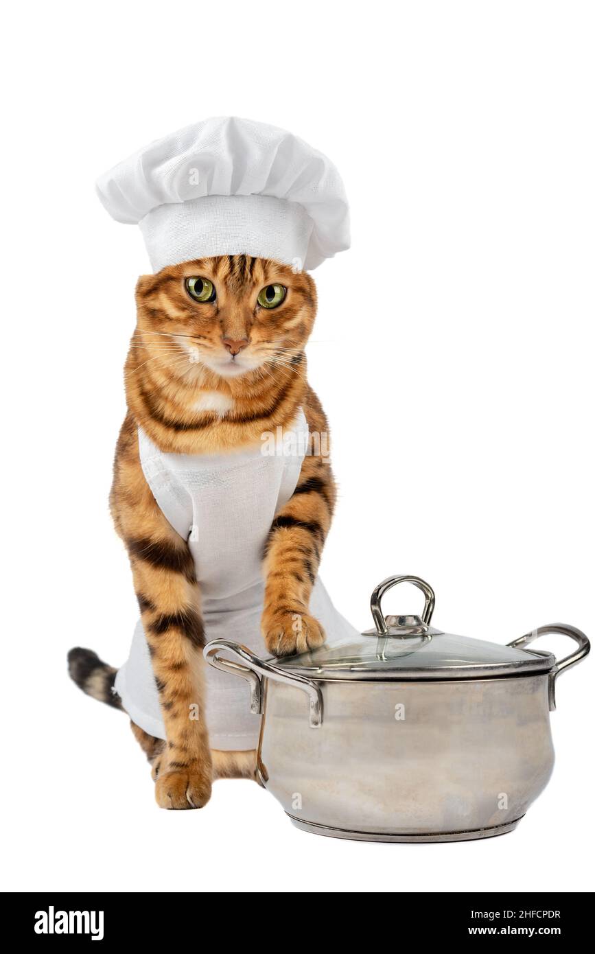 Katze - Koch und ein Metalltopf für Suppe auf weißem Hintergrund Stockfoto