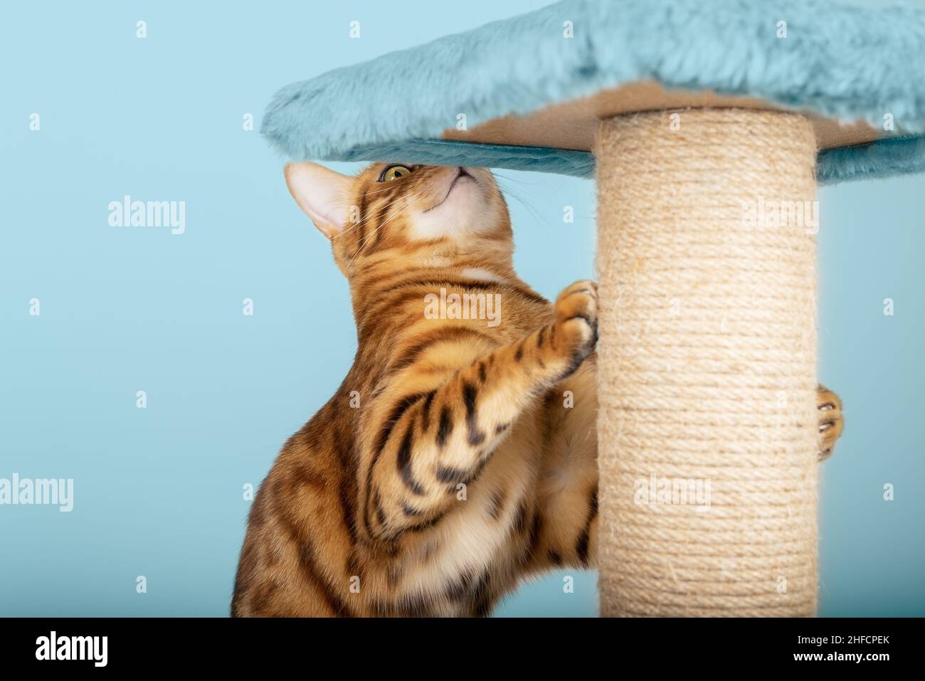 Katze mit Kratzpfosten auf blauem Hintergrund im Studio. Stockfoto