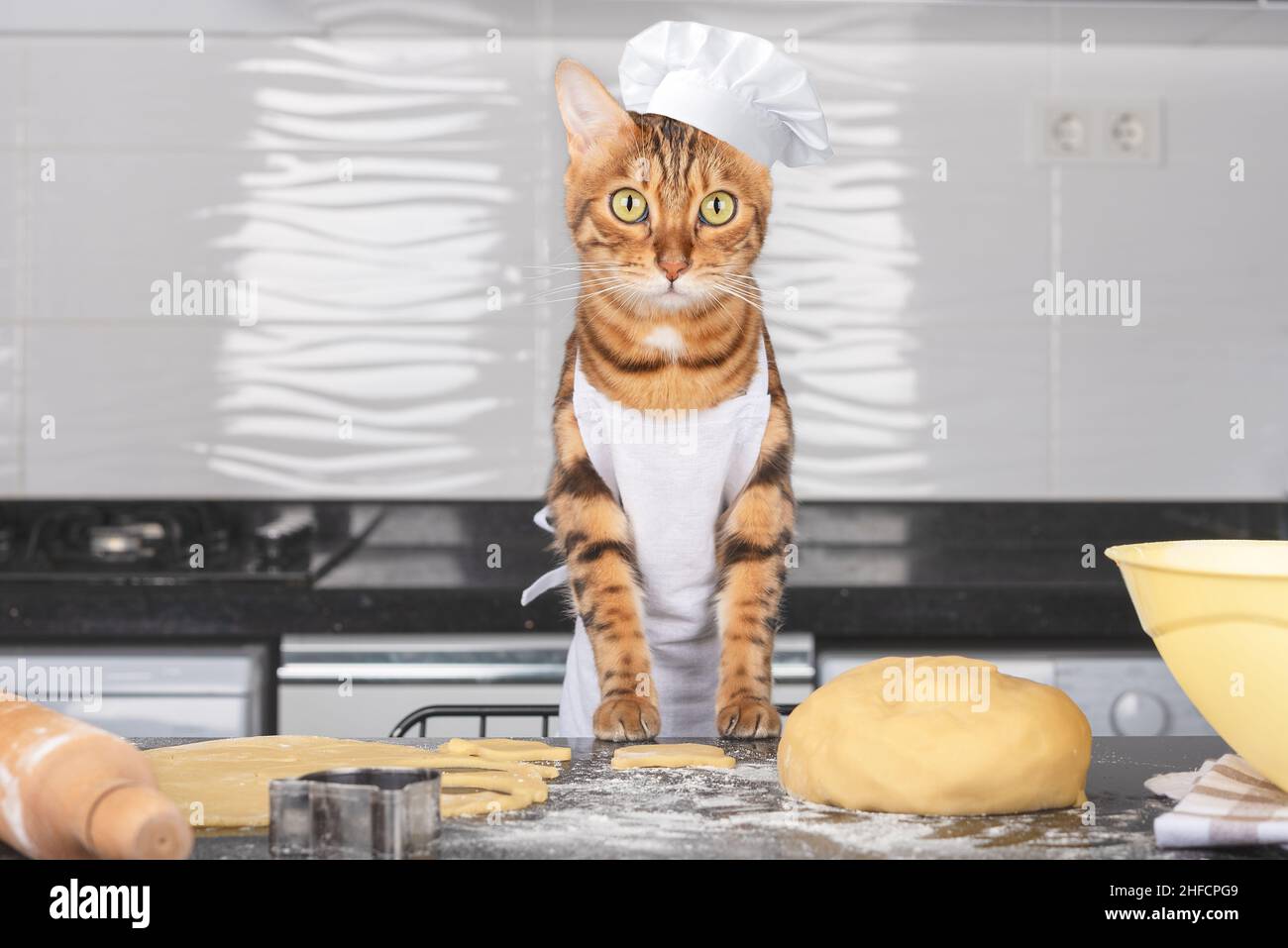 Charmante Hauskatze - der Koch backt Kekse in der Küche. Stockfoto