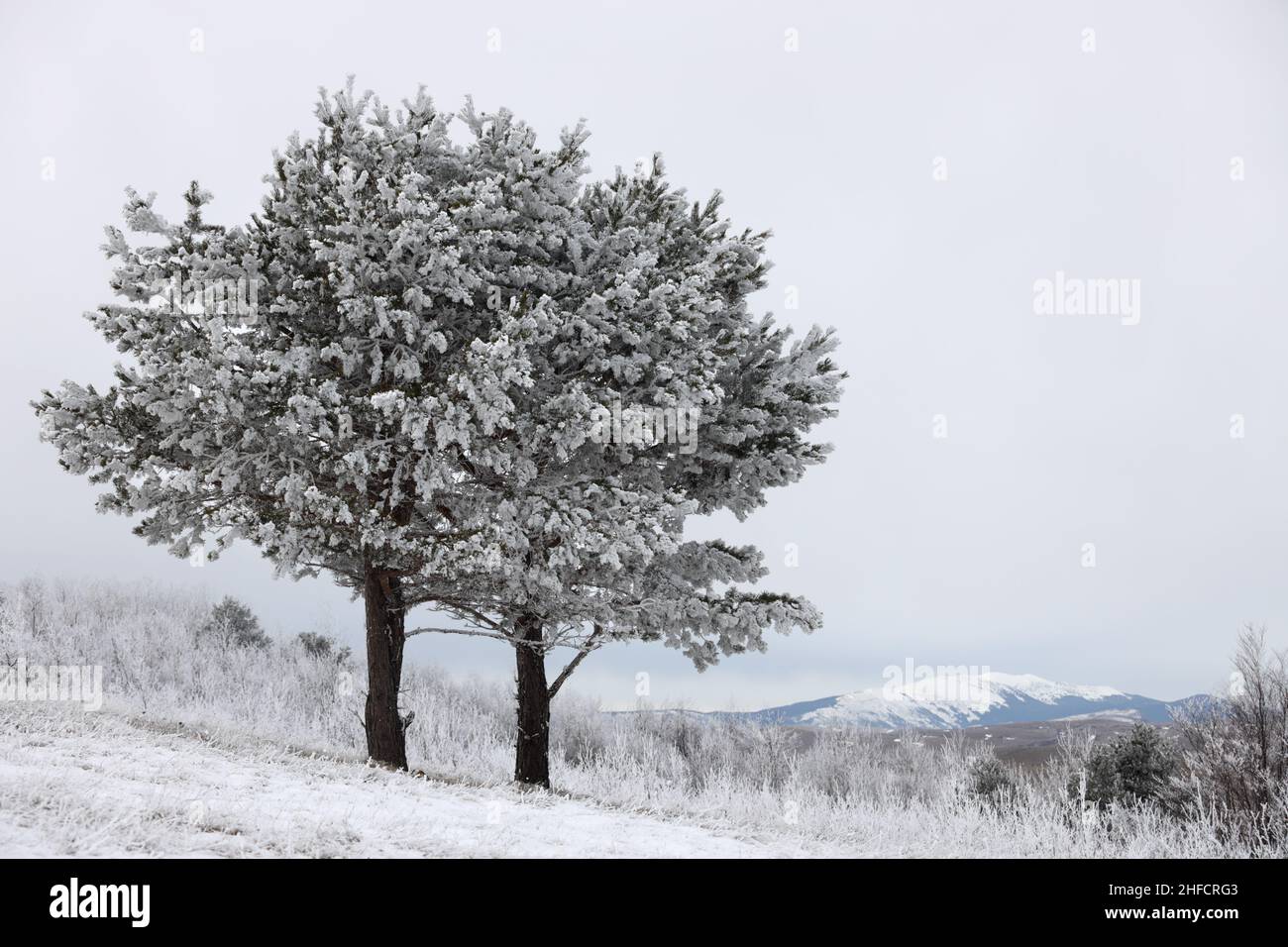 Zwei Bäume im Schnee mit Berg im Hintergrund Stockfoto