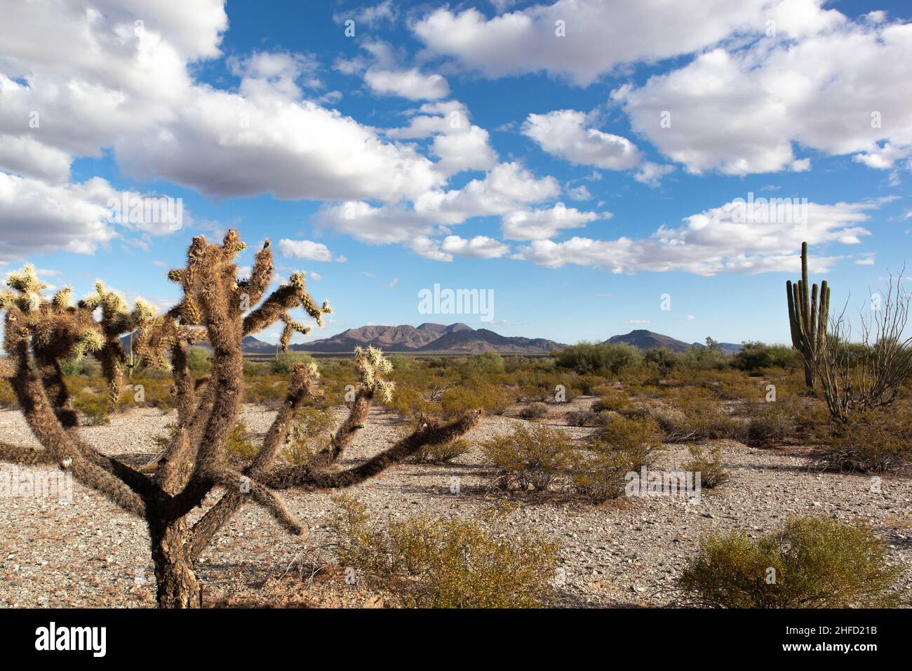 Sonoran Landscape - Sonoran Desert, Arizona - Dezember 2021 Stockfoto