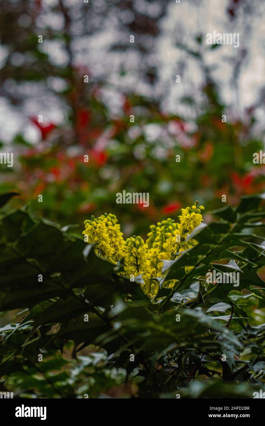 Mahonia, eingebettet in die Fülle einheimischer und nicht-einheimischer Pflanzenarten des versunkenen Gartens der Denzell Gardens. Stockfoto