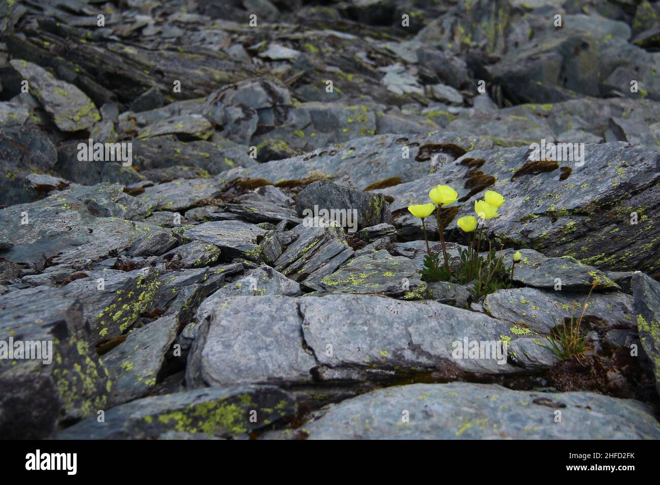 Wilde gelbe Blüten wachsen auf grauen flachen Steinen in einem steinernen Tal an einem Berghang, Altai, Karatyurek Pass Stockfoto