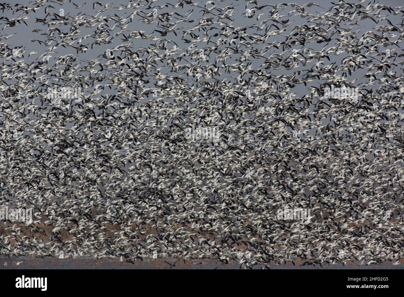 Im Loess Bluffs National Wildlife Refuge in Missouri im amerikanischen Mittleren Westen fliegen chaotische, lebende Schneegäse in einem wirbelnden Flug nach oben Stockfoto