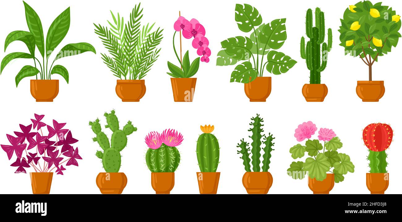 Cartoon Haus botanischen Dekor Topfpflanzen und Blumen. Blütenpflanzen,  Monstera, Kaktus und Orchidee in Keramik-Töpfen Vektor-Illustration-Set.  Innen Stock-Vektorgrafik - Alamy