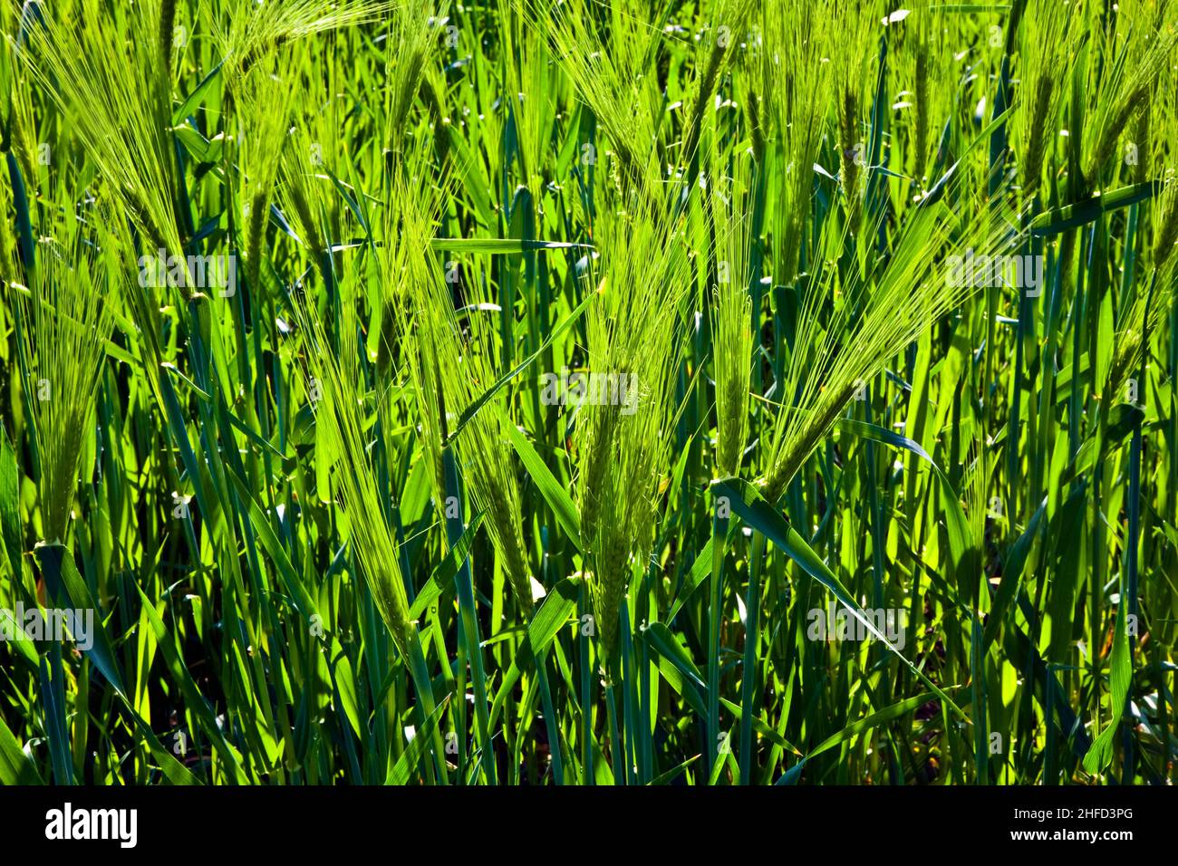 Grüne Maisspitze im Wind Stockfoto