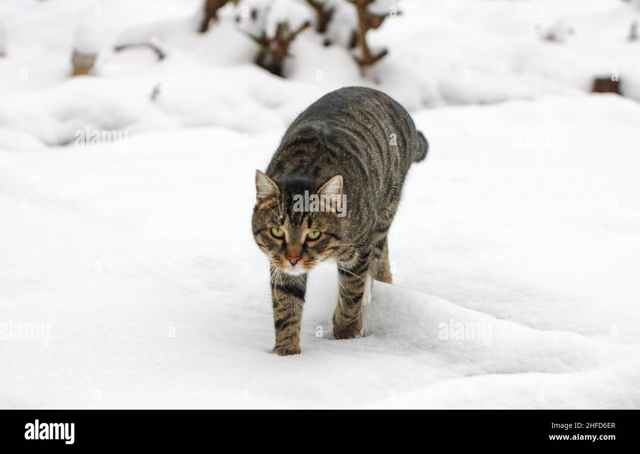 Eine Katze im Schnee Stockfoto