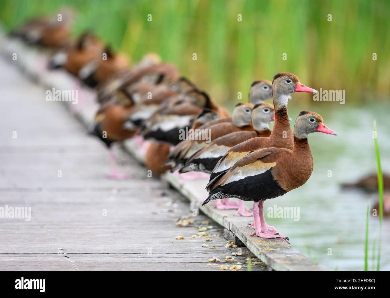 Holen Sie sich alle Ihre Enten in einer Reihe. Schwarzbauchpfeife (Dendrocygna autumnalis). Estero Llano Grande State Park. Texas, USA. Stockfoto