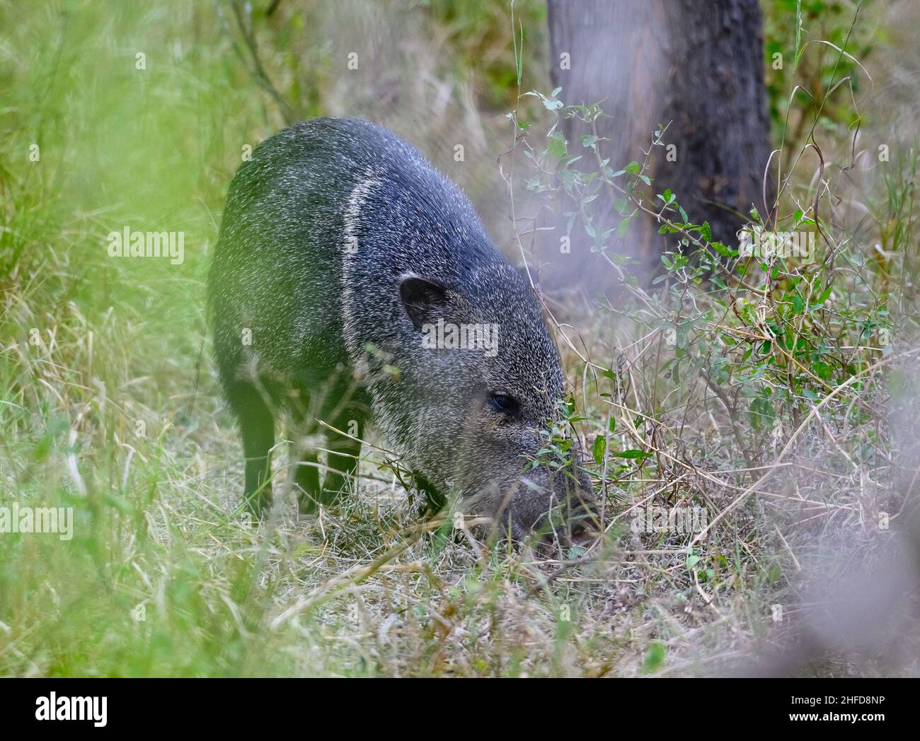 Javelina, oder Coldared Peccary (Dicolytes tajacu), in freier Wildbahn. Choke Canyon State Park, Texas, USA. Stockfoto