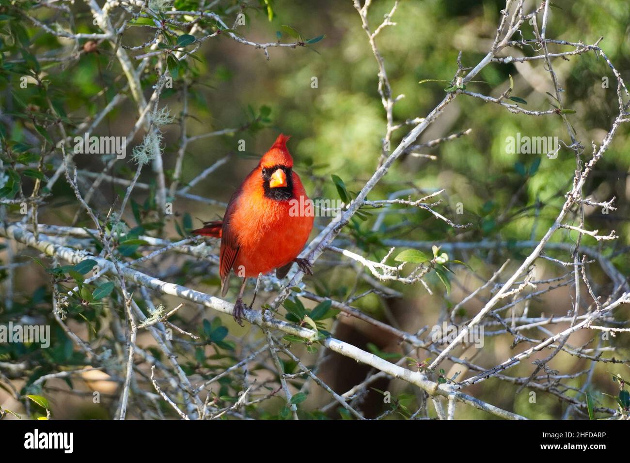 Ein nördlicher Kardinal, Cardinalis cardinalis, thront auf einem Ast. Der männliche Kardinal ist leuchtend rot in der Färbung ist auch bekannt als redbird oder rote Cardi Stockfoto