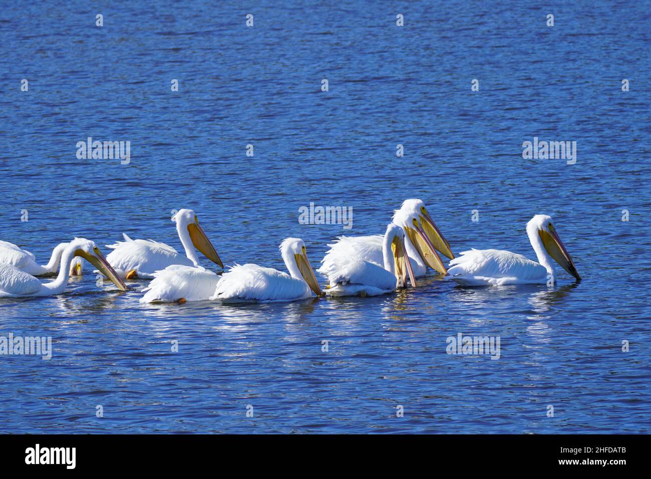 Gruppe amerikanischer weißer Pelikane, Pelecanus erythrorhynchos, schwammen und fischen in einem Teich in South Carolina Stockfoto