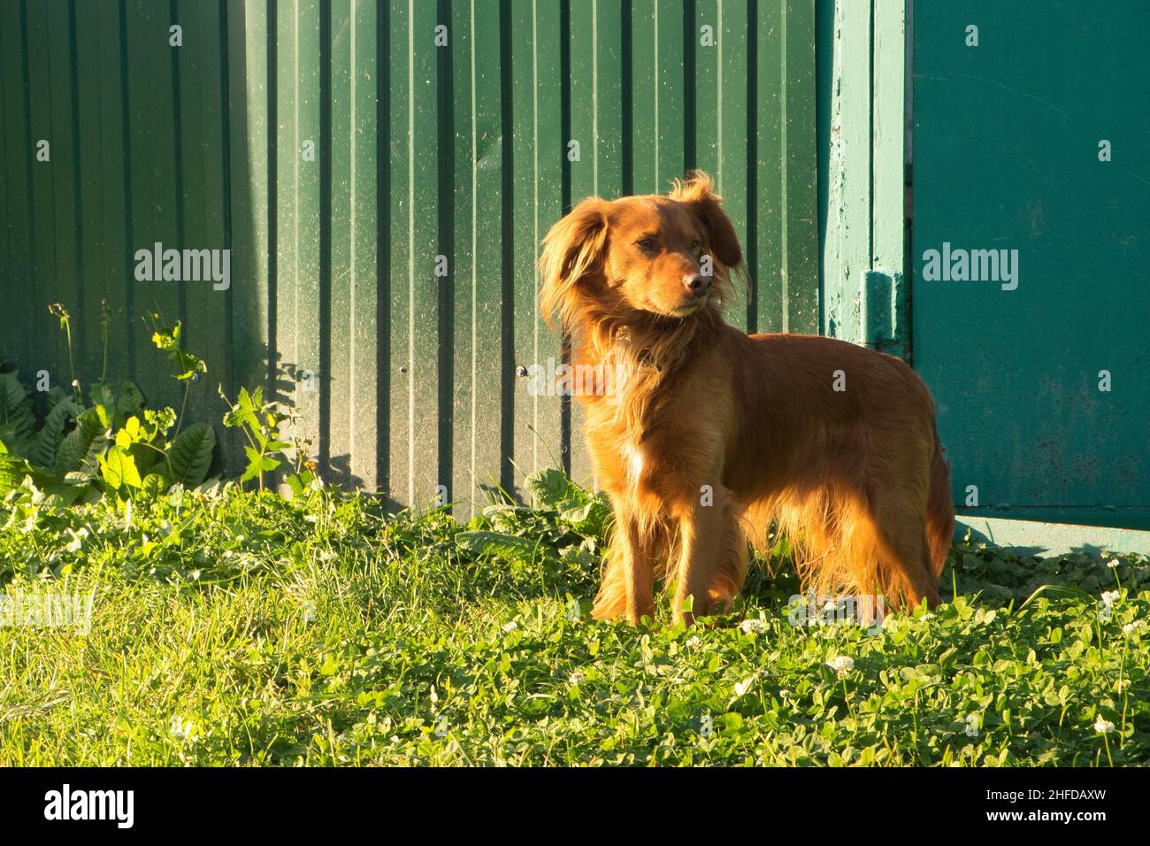 Der rote Hund steht auf dem Rasen in der Nähe des Zauns und bewacht den Eingang Stockfoto