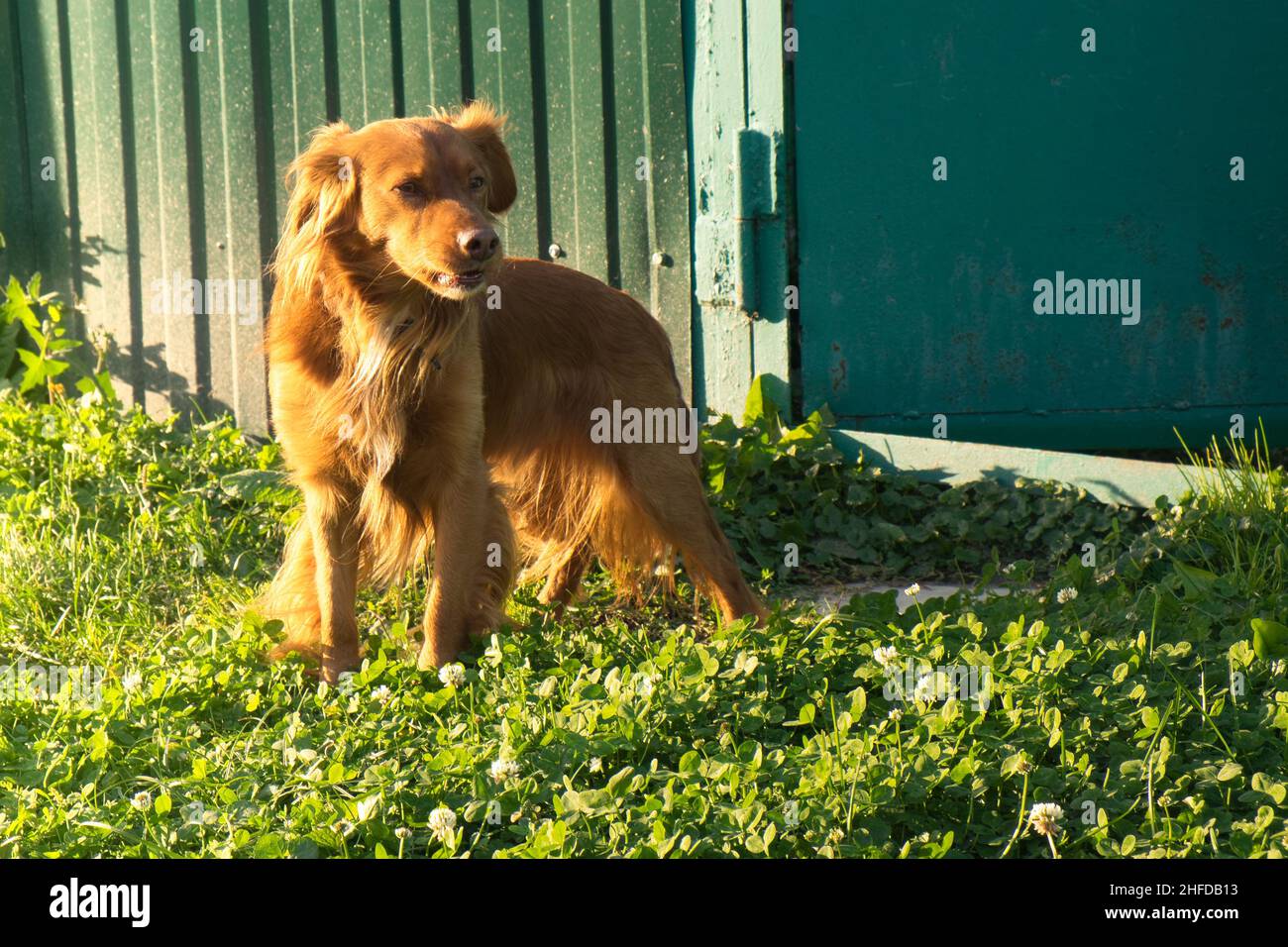 Auf dem Rasen in der Nähe des Zauns steht ein roter Hund, der den Eingang bewacht Stockfoto