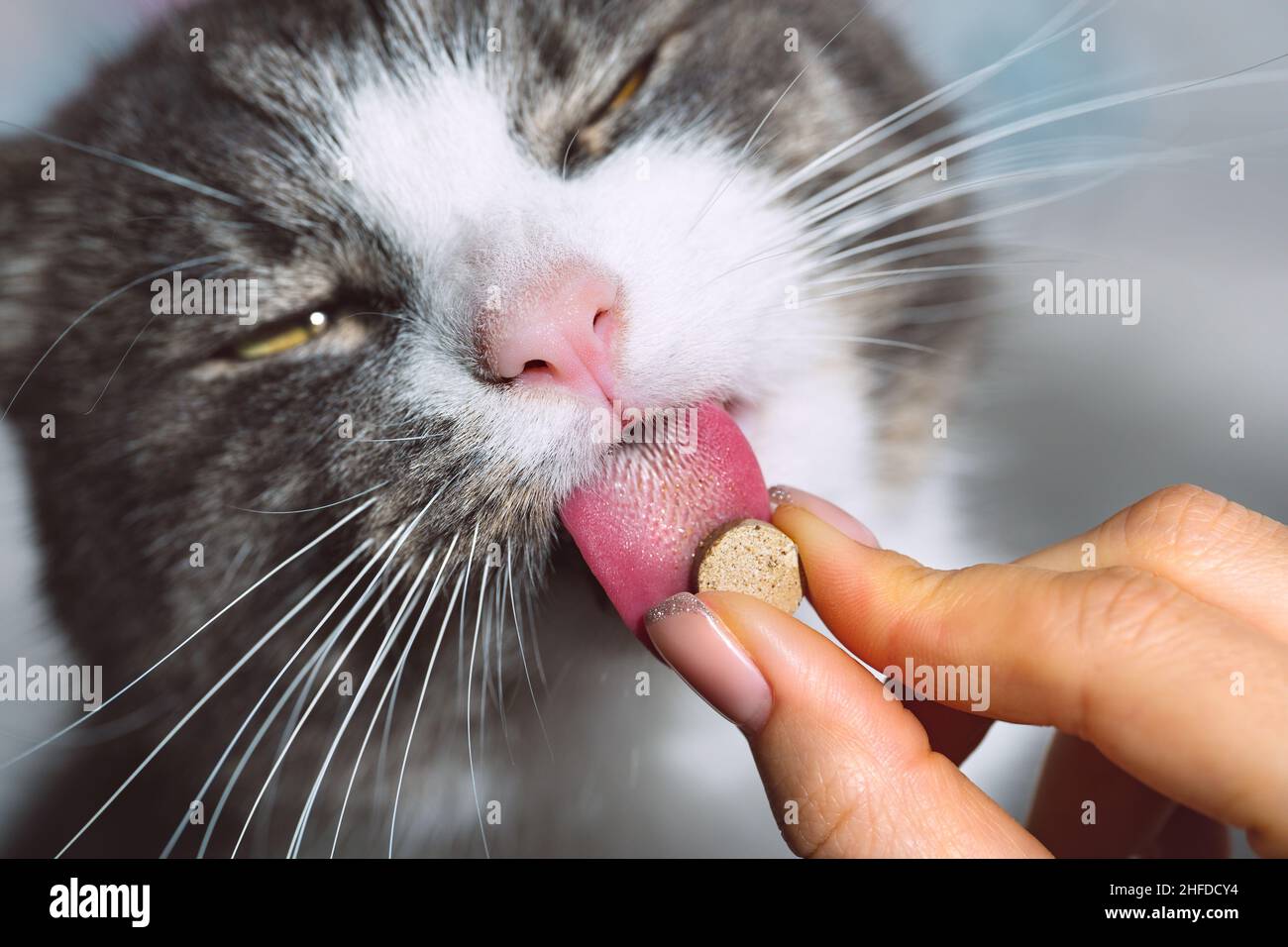 Lustige Katze, die Pillen nimmt. Katze leckt Vitamintablette für Haustiere Stockfoto