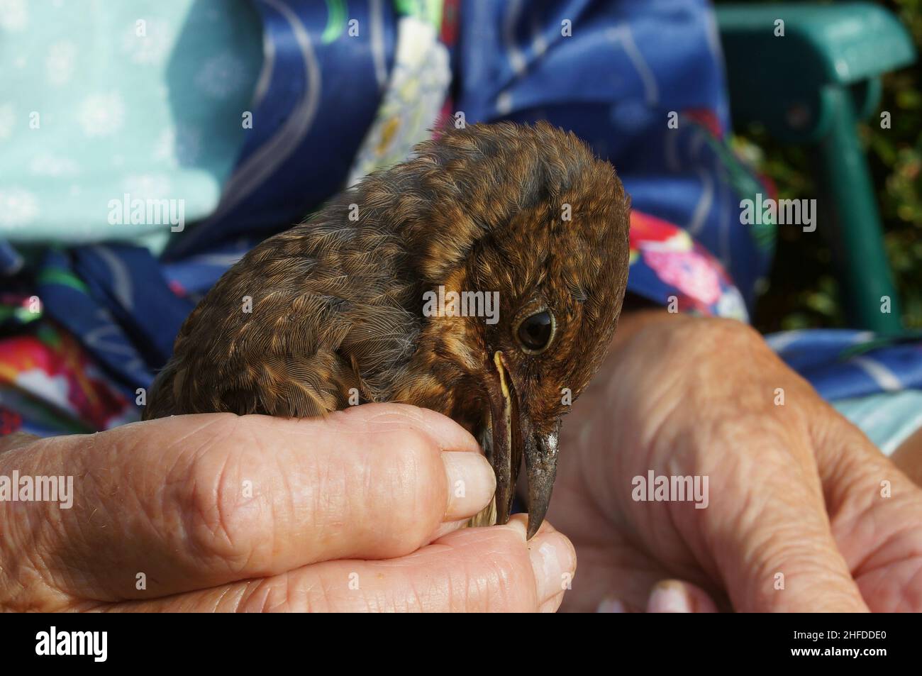 Nahaufnahme eines verletzten jungen Vogels mit Futter im Schnabel, während er von einem fürsorglichen Menschen von Hand gefüttert wurde Stockfoto
