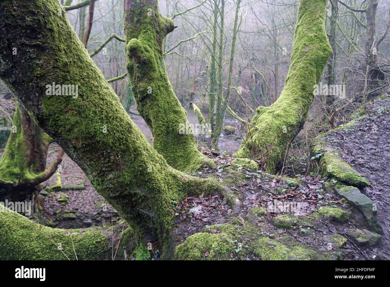 Trio von Bäumen Stockfoto
