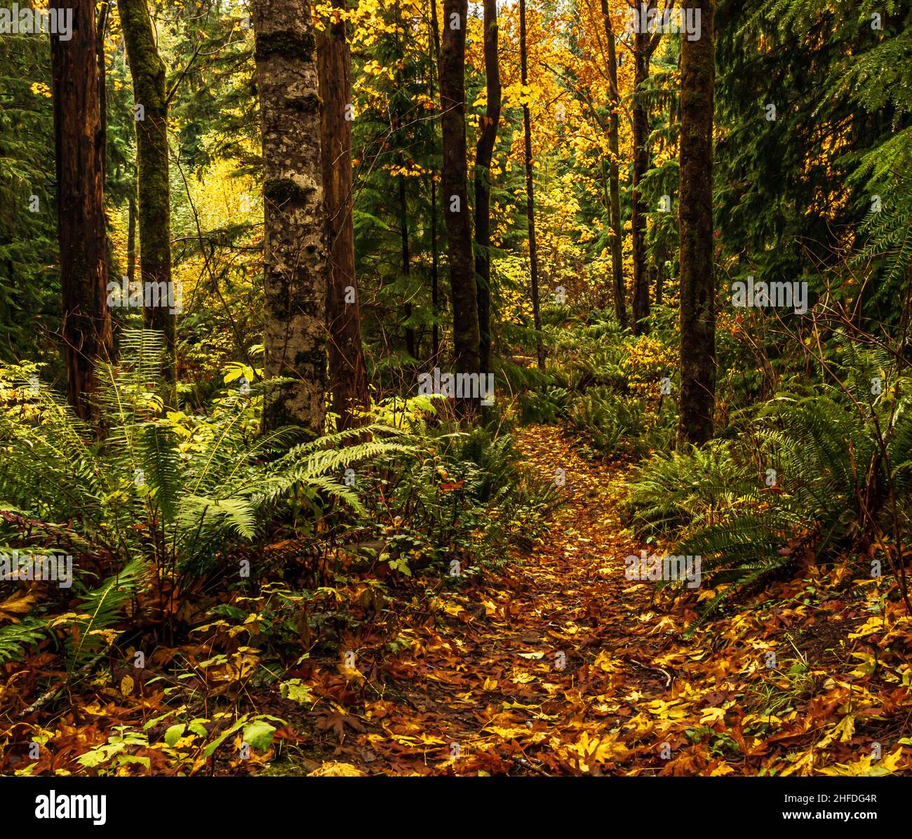 Waldwege durch Parks und Naturschutzgebiete bewahren das Eosystem des Regenwaldes auf Vancouver Island, British Columbia, Kanada. Stockfoto
