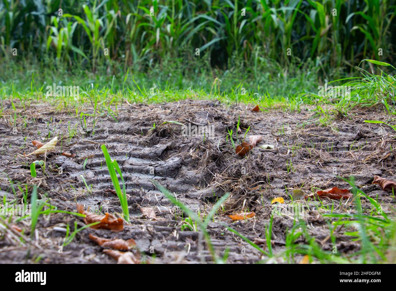 Reifenspuren von Maschinen, die Schlamm im Gras erzeugen Stockfoto