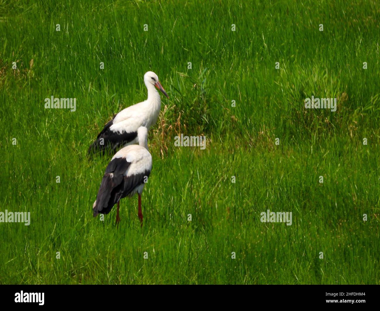 Der Weißstorch, Ciconia ciconia, ist ein großer Vogel in der Storchfamilie. Stockfoto