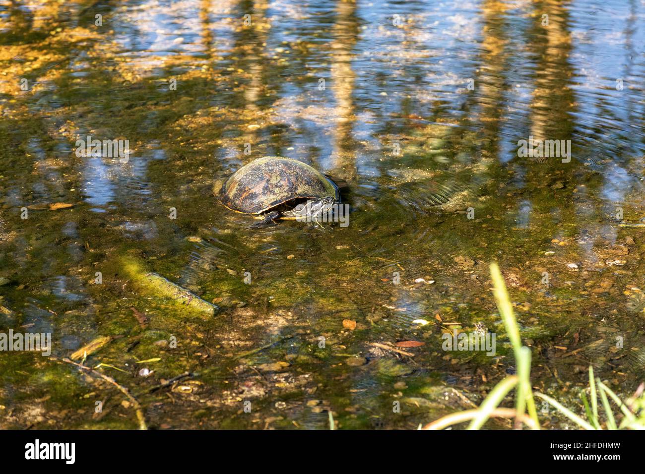 Gelbbauchige Schildkröte Trachemys scripta scripta im Schlamm eines Teiches in Naples, Florida. Stockfoto