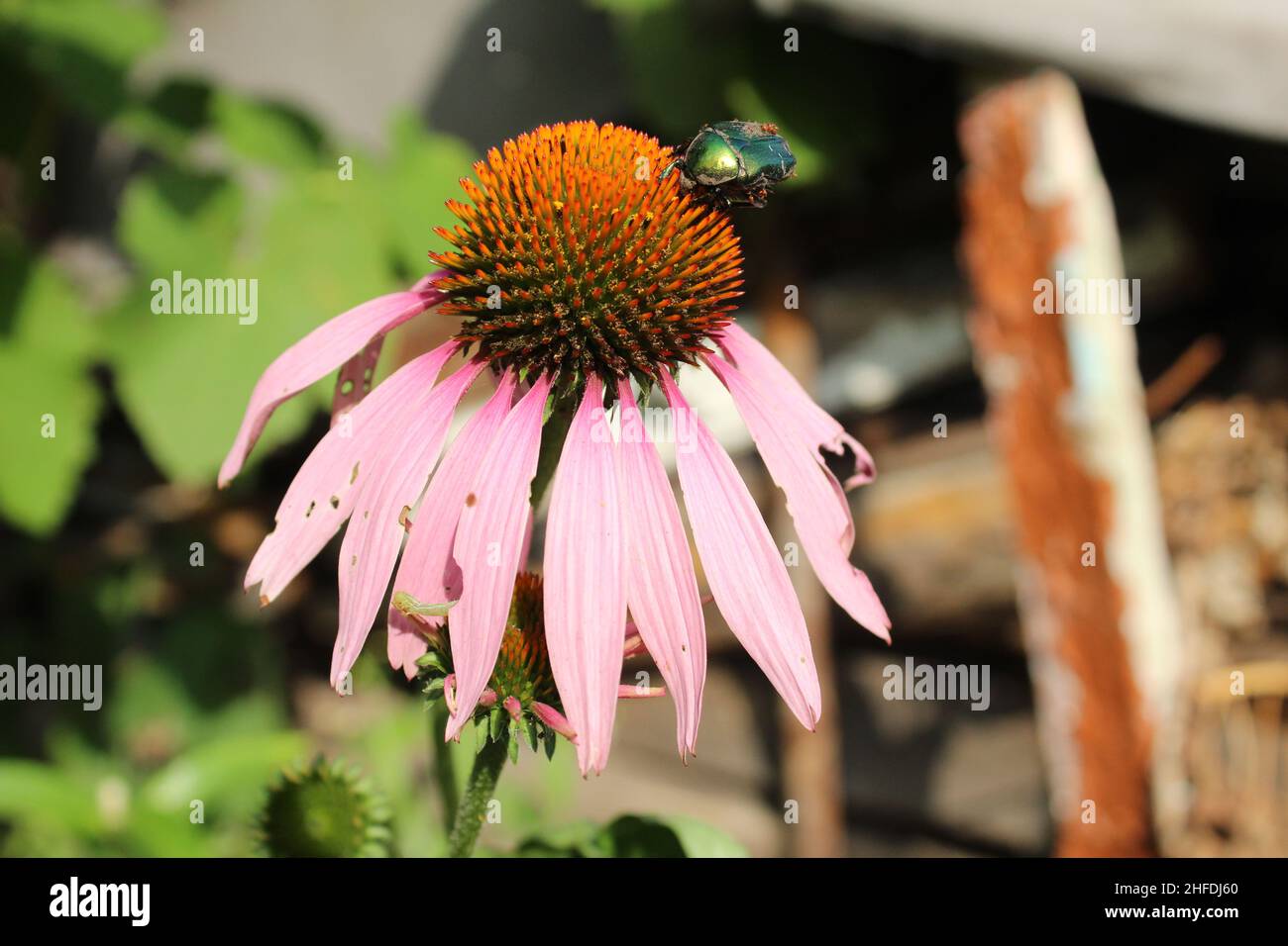 echinacea Blume Nahaufnahme mit Käfer. Verblassende Blüten. Spätsommerherbst. Welken. Stockfoto