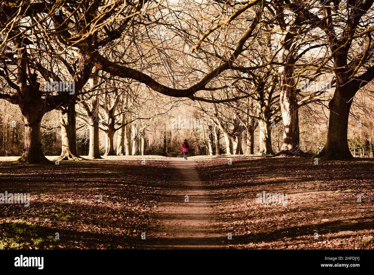 Eine Frau im roten Mantel, die allein durch eine Allee von Bäumen in einem Park oder Wald geht Stockfoto