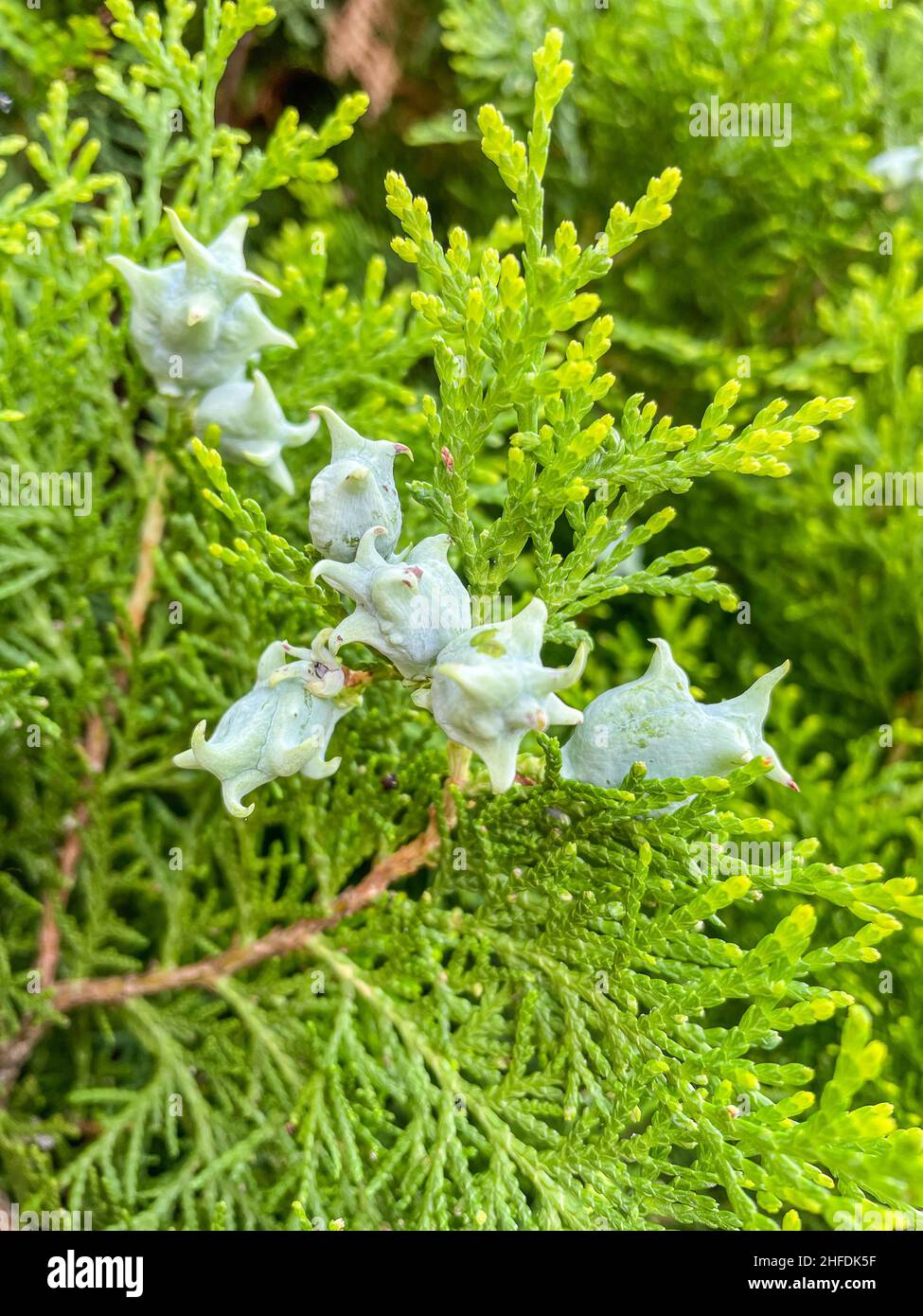 Der orientalische Thuja (Platycladus orientalis) ist ein kleiner
