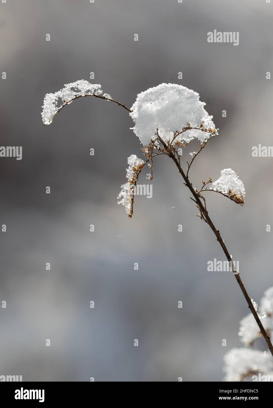 Schnee auf einer verwelkten Wildblume Stockfoto