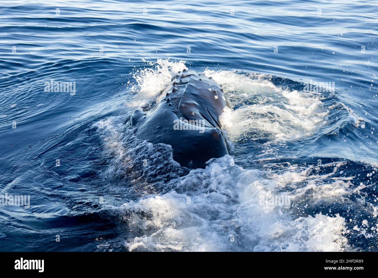 Seite eines Buckelwals Stockfoto
