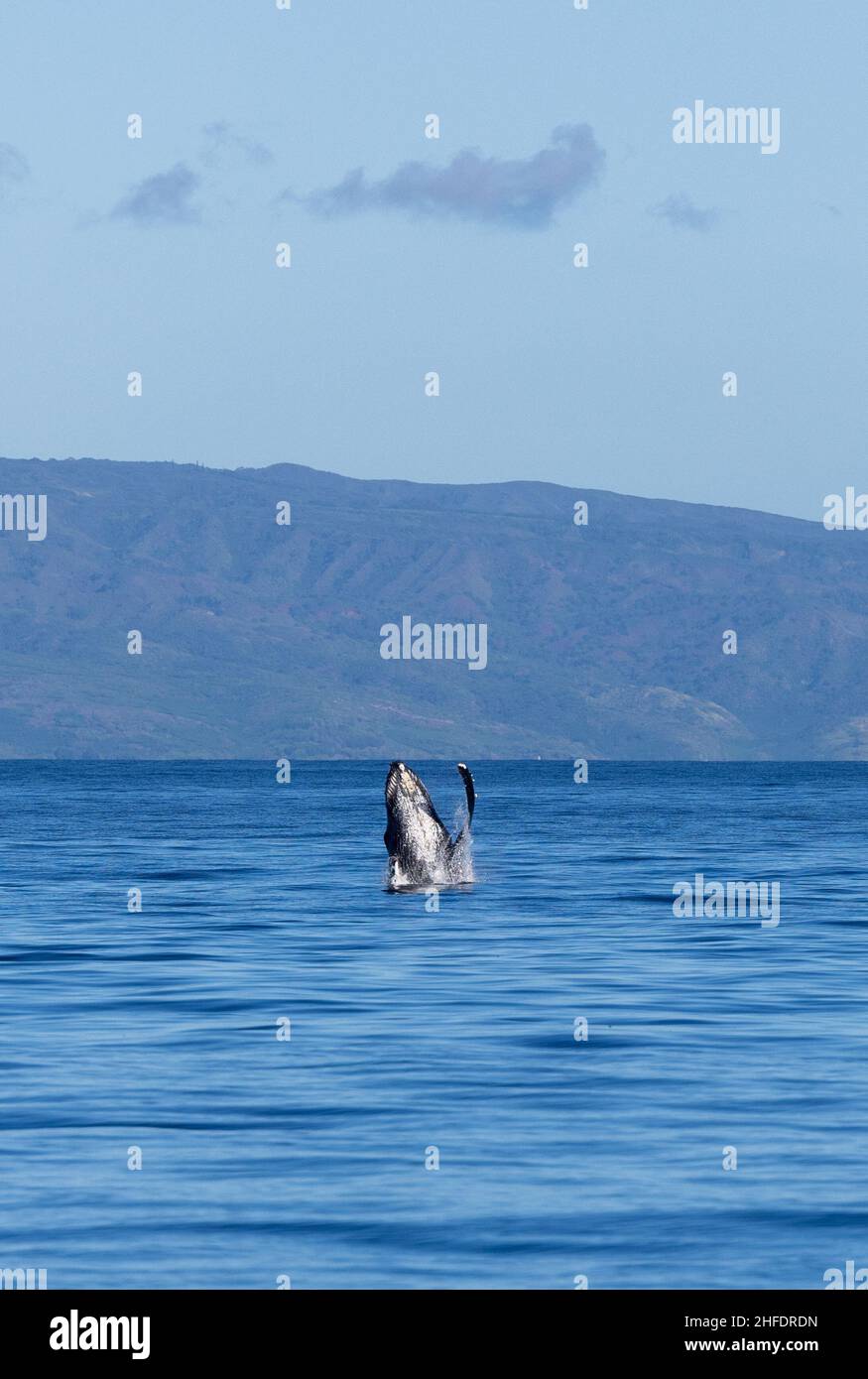 Buckelwal beim Durchbrechen in Maui Stockfoto
