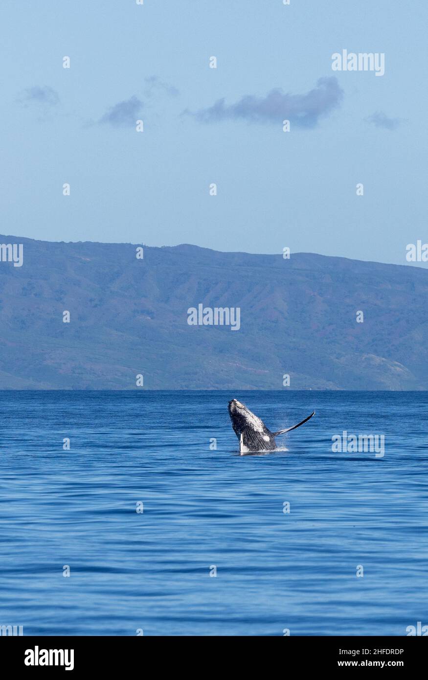 Buckelwal beim Durchbrechen in Maui Stockfoto
