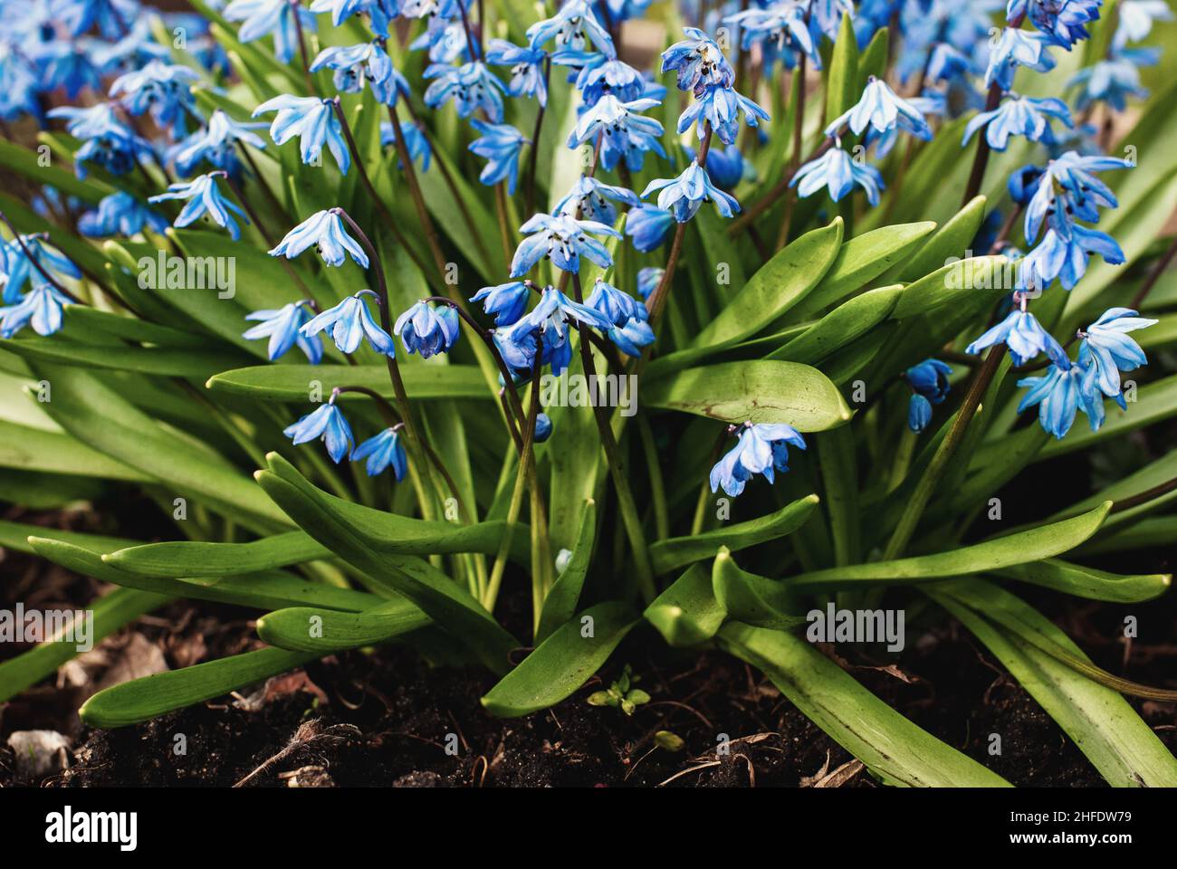 Scilla siberica (sibirischer Tintengel, Saphirstern, Holzkiel) blüht im Frühlingsgarten blau Stockfoto
