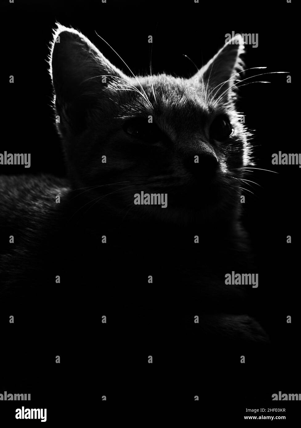 Silhouette der Katze, Seitenlicht Porträt des Haustieres Stockfoto