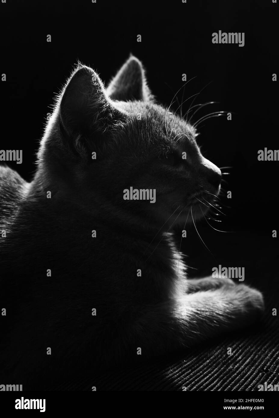 Silhouette der Katze, Seitenlicht Porträt des Haustieres Stockfoto