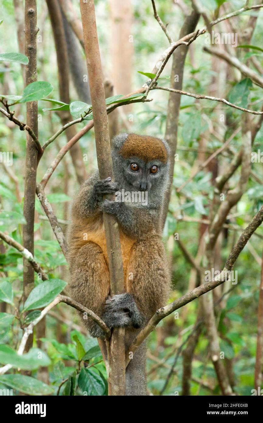 Lemuren sind nassnasige Primaten der Überfamilie Lemuroidea. Sie sind nur auf der Insel Madagaskar heimisch. Lemuren sind klein, haben eine spitze Schnauze Stockfoto