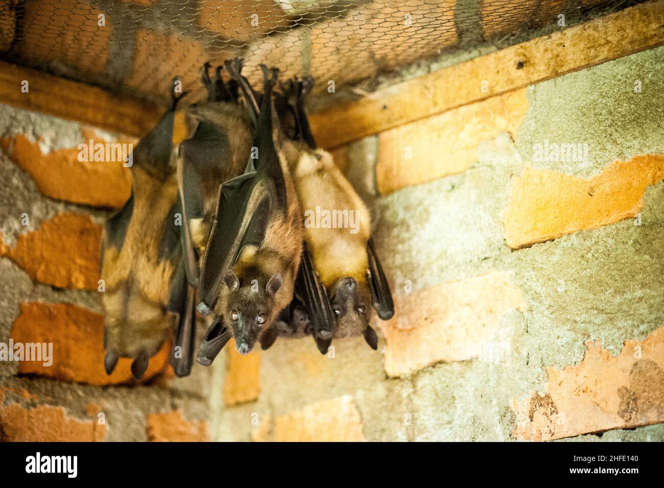 Fledermäuse sind einer der Hauptbestandteile der einheimischen Tierpopulation Madagaskars. Stockfoto