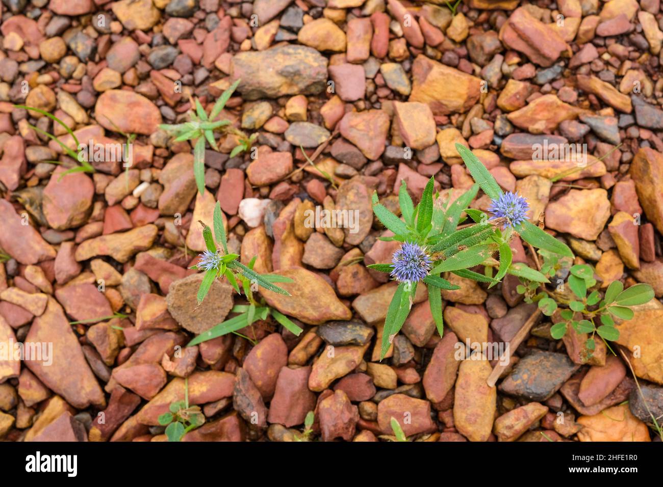 Lila Blume wächst zwischen Felsen und Steinen Stockfoto
