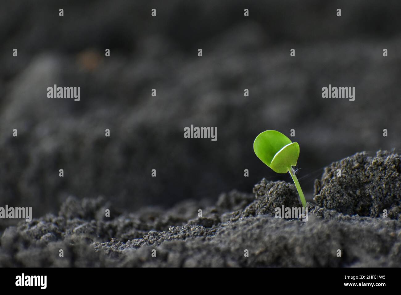 Grüne Sprossen auf sandigen Boden. Neue Hoffnung. Neues Leben. Konzepte. Stockfoto