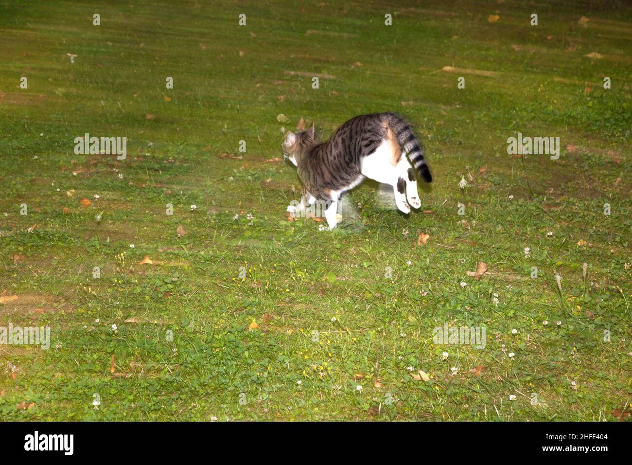 Nachts Katzenbeobachtung und -Jagd Stockfoto