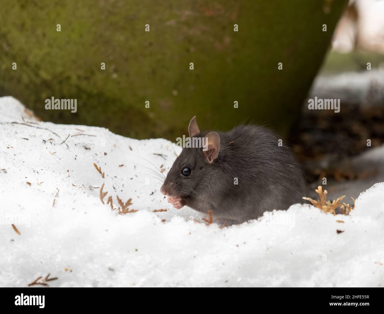 Niedliche junge wilde schwarze Ratte (Rattus rattus), die einen Samen frisst, während sie im Schnee draußen sitzt Stockfoto