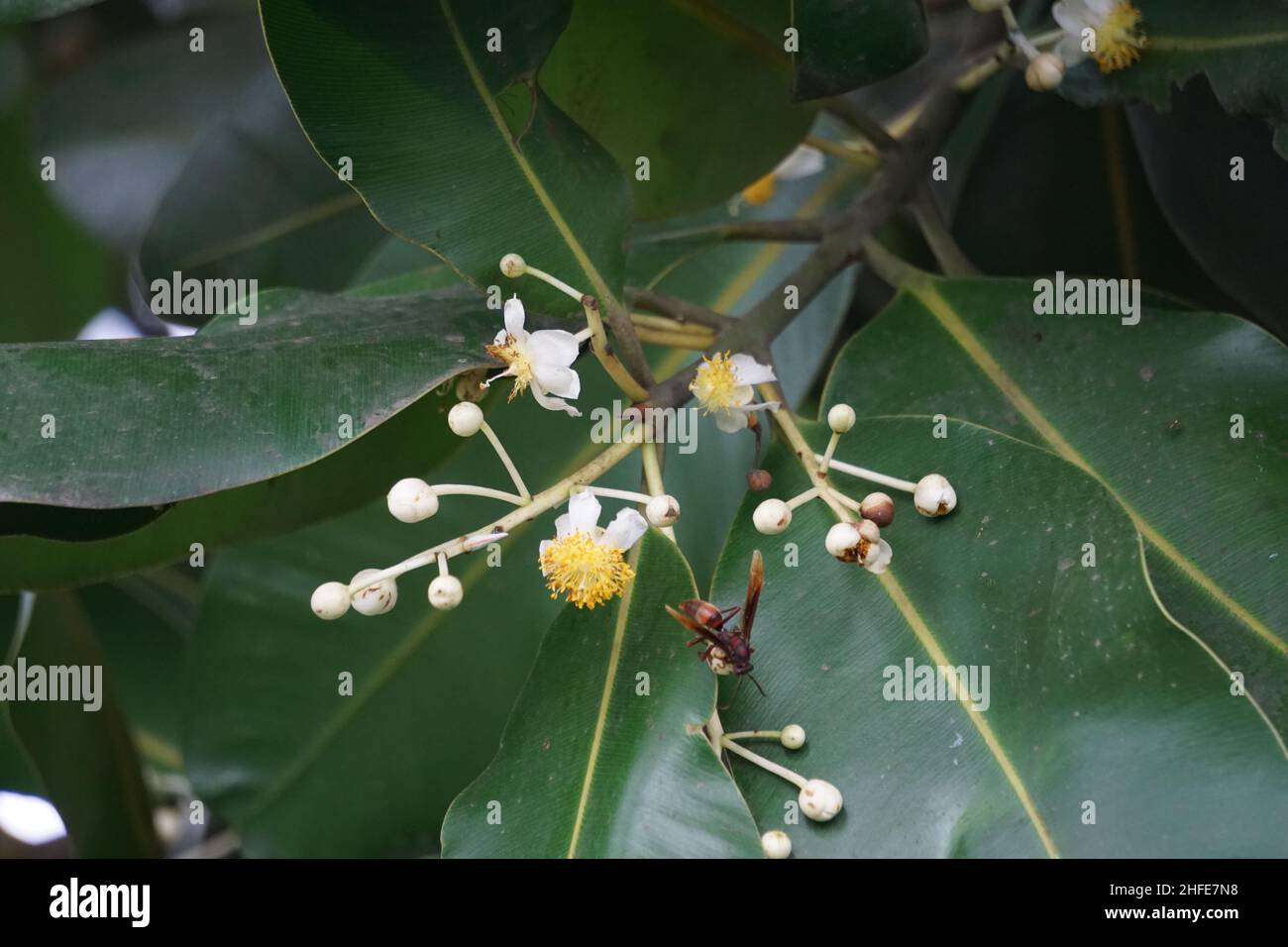 Calophyllum inophyllum (Tamanu, Mastwood, Beach calophyllum, beautyleaf, Singhala, Balltree, Strand touriga, Borneo-Mahagoni) mit natürlichem Hintergrund Stockfoto