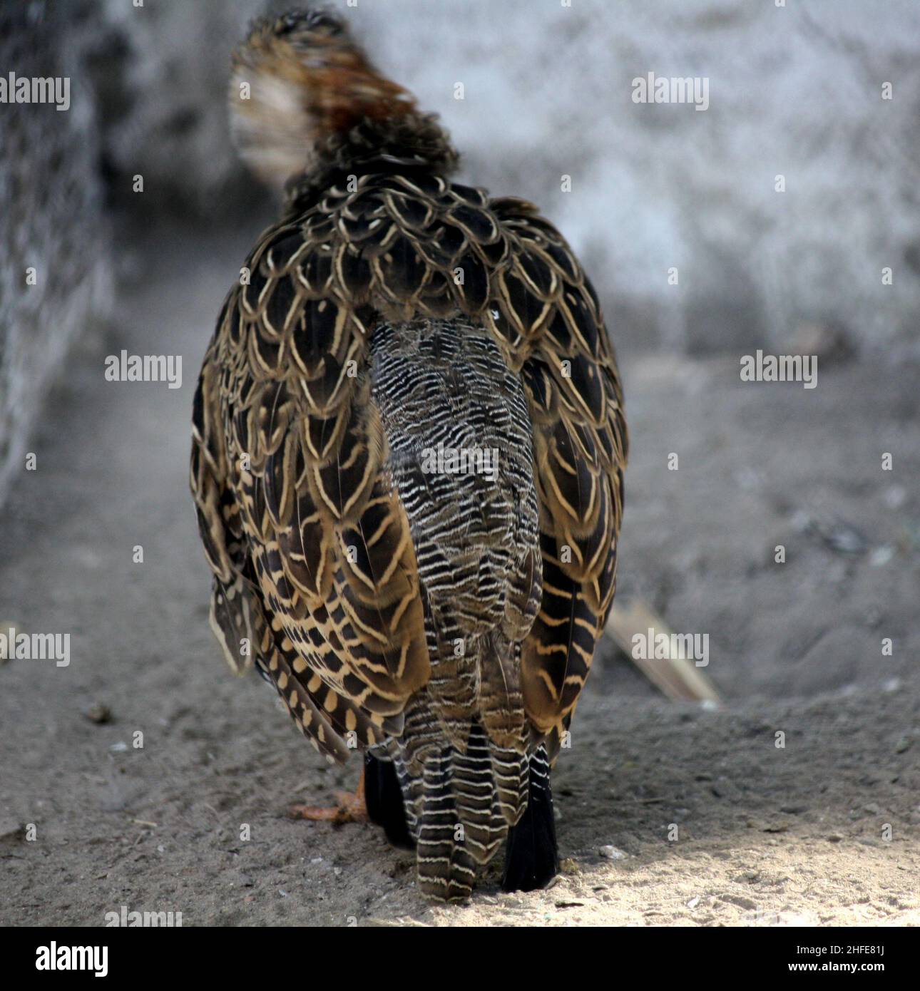 Schwarze Francolin (Francolinus francolinus) (weiblich), die im Zoo aufreitet : (Pix SShukla) Stockfoto